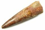Fossil Spinosaurus Tooth - Real Dinosaur Tooth #357735-1